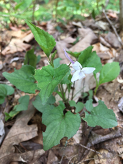 Viola rostrata