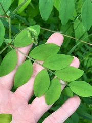 Lathyrus holochlorus