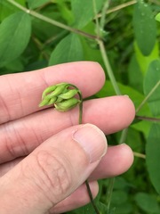 Lathyrus holochlorus
