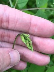 Lathyrus holochlorus