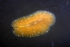 Pseudoceros canadensis