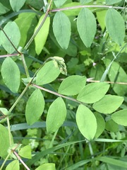 Lathyrus holochlorus