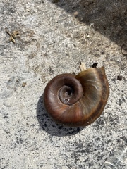 Planorbarius corneus