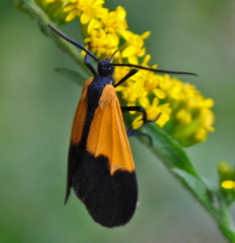 Black-and-yellow Lichen Moth photo 3