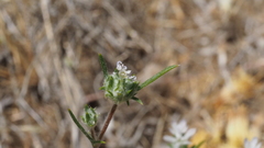 Eriastrum diffusum