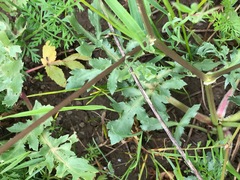 Sanicula bipinnatifida