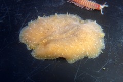 Pseudoceros canadensis