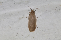 Danielithosia