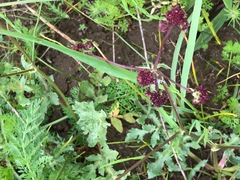 Sanicula bipinnatifida