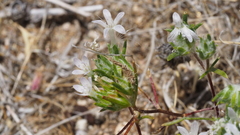 Eriastrum diffusum