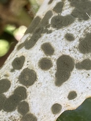 Exobasidium camelliae