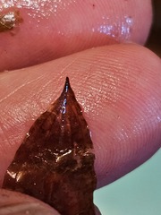 Potamogeton illinoensis, photograph (c) Norma Malinowski, some rights reserved (CC BY)