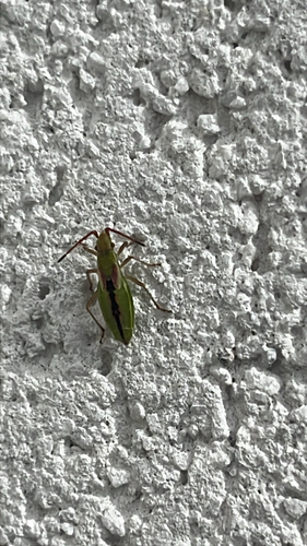 short-winged rhopalid