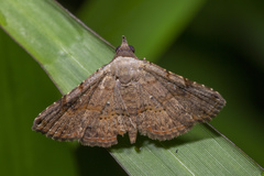 Rhesala moestalis