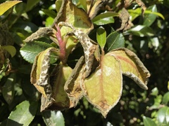 Exobasidium camelliae