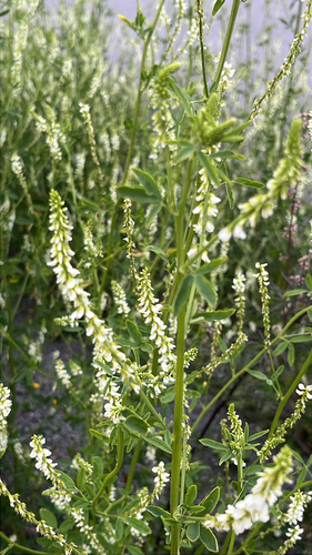 White Sweetclover