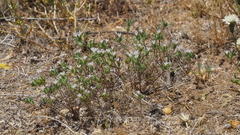 Eriastrum diffusum