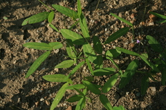Glycine max soja
