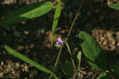 Glycine max soja