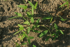 Glycine max soja