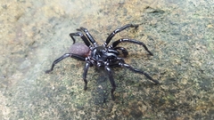 Hadronyche modesta