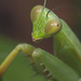 Giant Asian Mantises - Photo (c) budak, some rights reserved (CC BY-NC), uploaded by budak