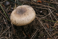 Amanita calyptratoides
