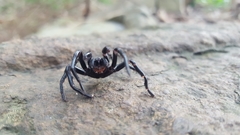 Hadronyche modesta