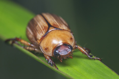 Anomala pallida