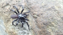 Hadronyche modesta