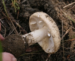 Amanita calyptratoides