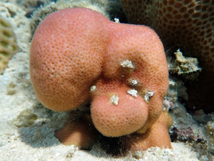 Porites murrayensis