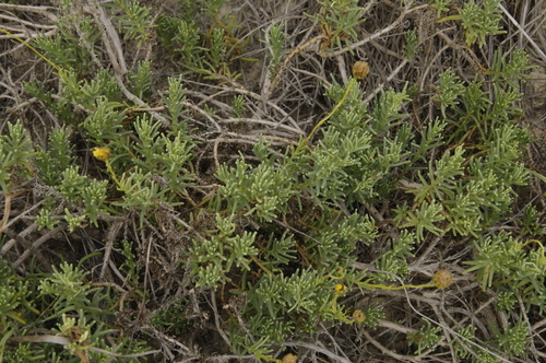 Image of Varilla texana by (c) Eric Knight, some rights reserved (CC BY)