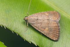 Amyna axis