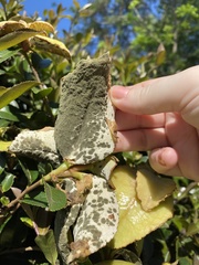 Exobasidium camelliae