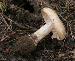 Amanita calyptratoides
