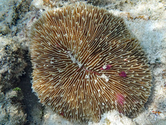 Fungia fungites