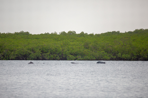 Atlantic Humpback Dolphin