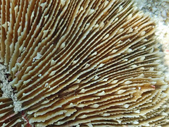 Fungia fungites