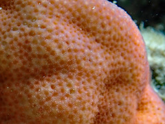 Porites murrayensis