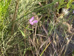 Clarkia delicata