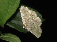 Aeolochroma viridicata