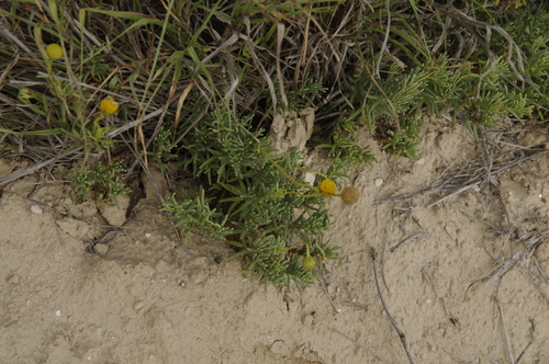 Image of Varilla texana by (c) Eric Knight, some rights reserved (CC BY)