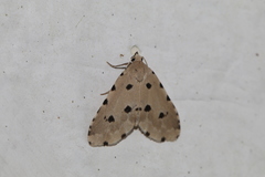 Metaemene atrigutta maculata