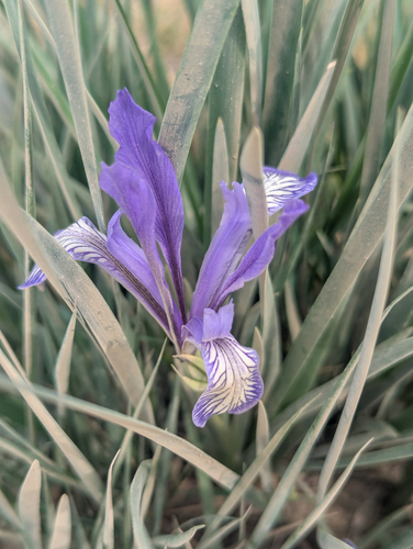 Iris lactea, photograph 6