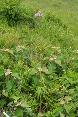 Syneilesis hayatae