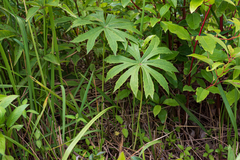 Syneilesis hayatae