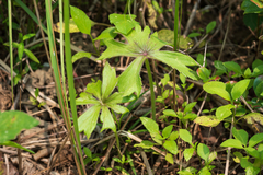 Syneilesis hayatae