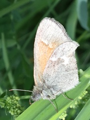 Coenonympha california inornata