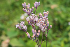 Syneilesis hayatae